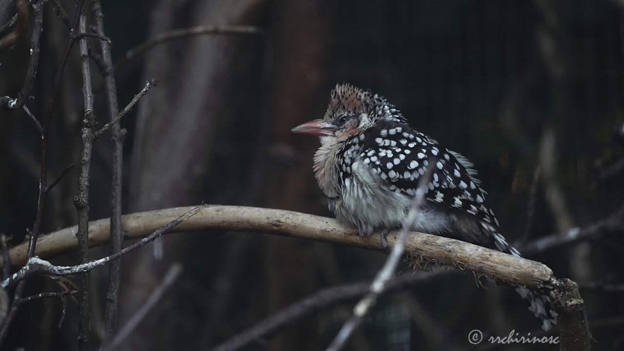 Red-and-yellow barbet