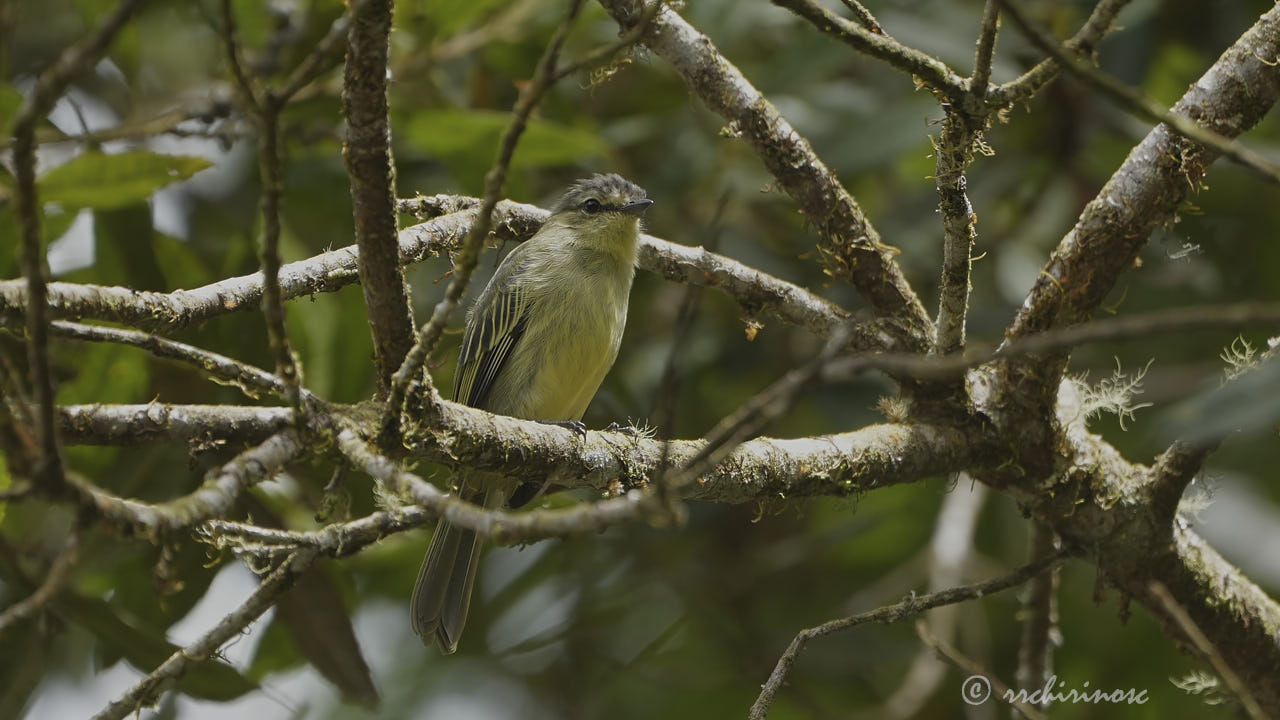 Peruvian tyrannulet