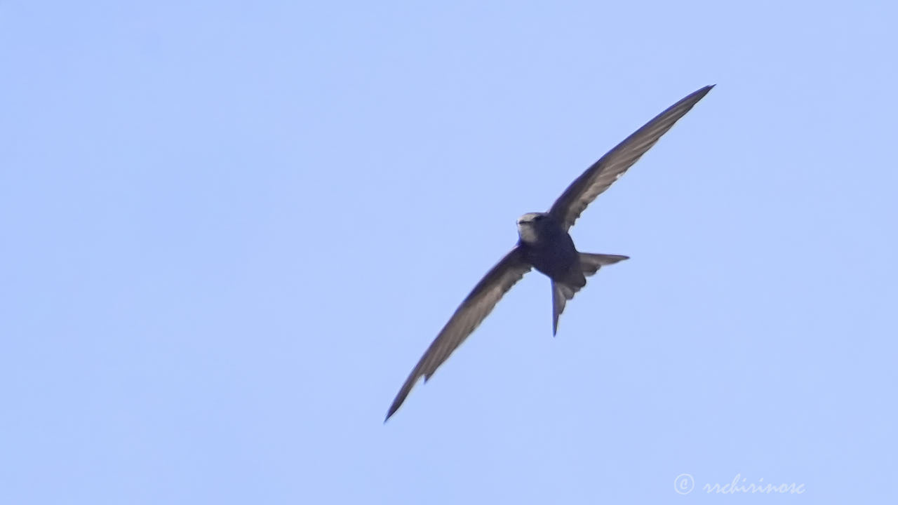 Pallid swift