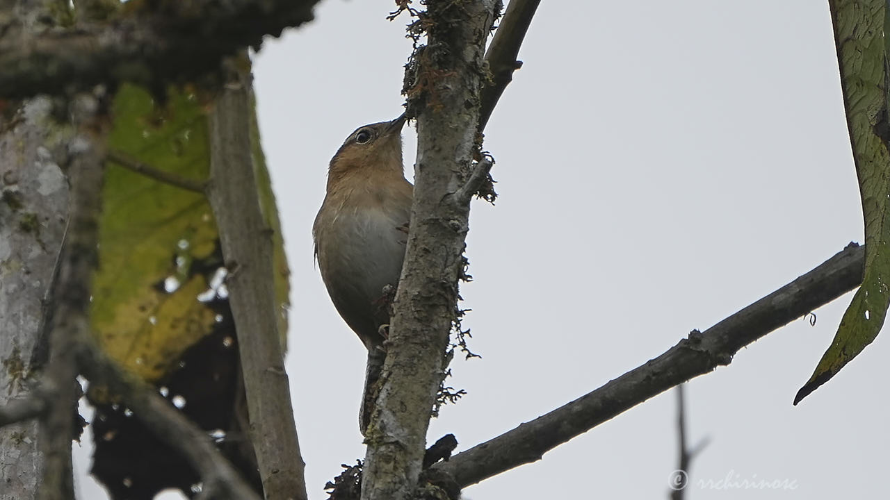Mountain wren