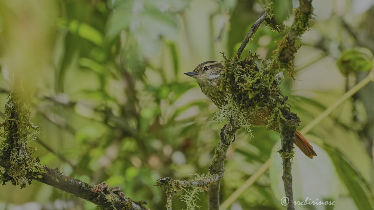 Montane foliage-gleaner
