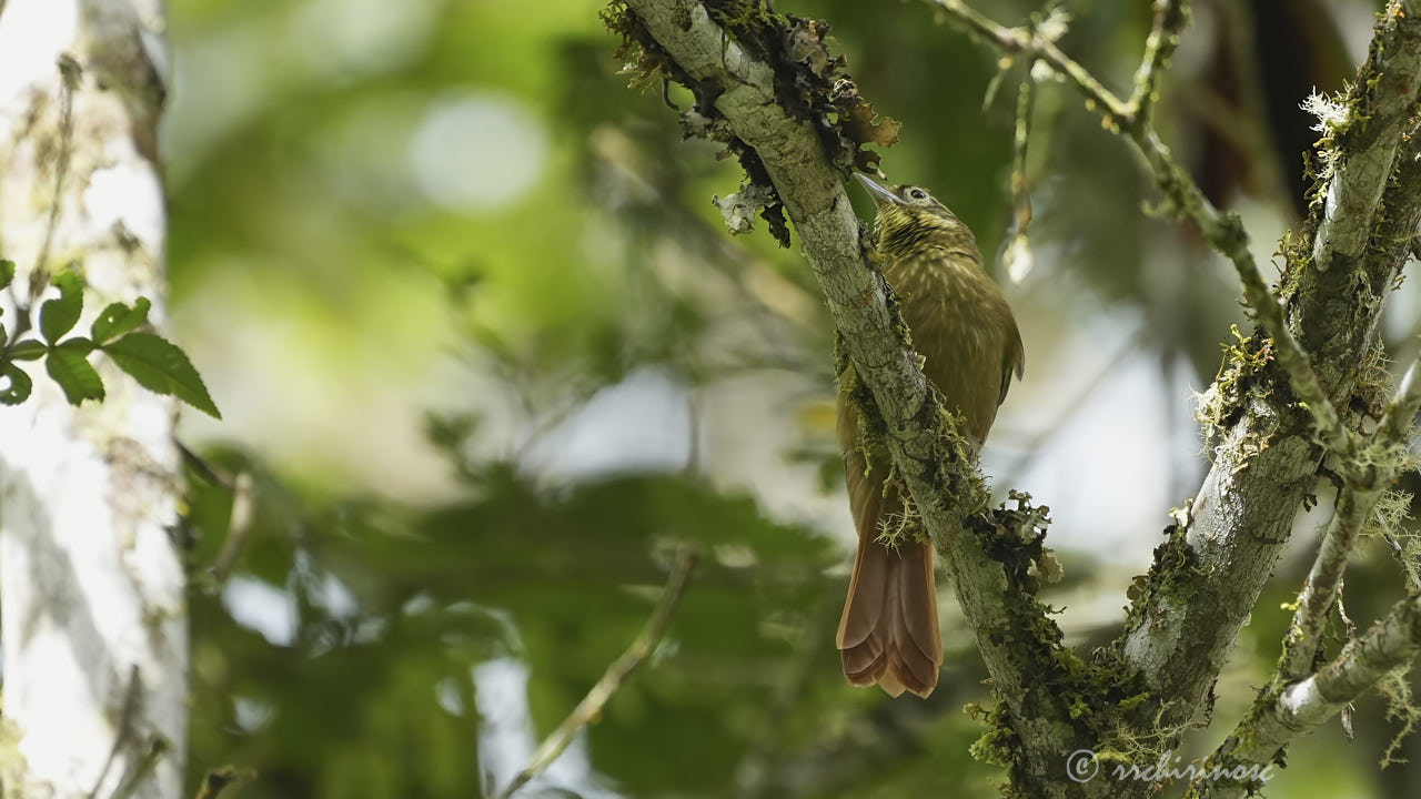 Montane foliage-gleaner