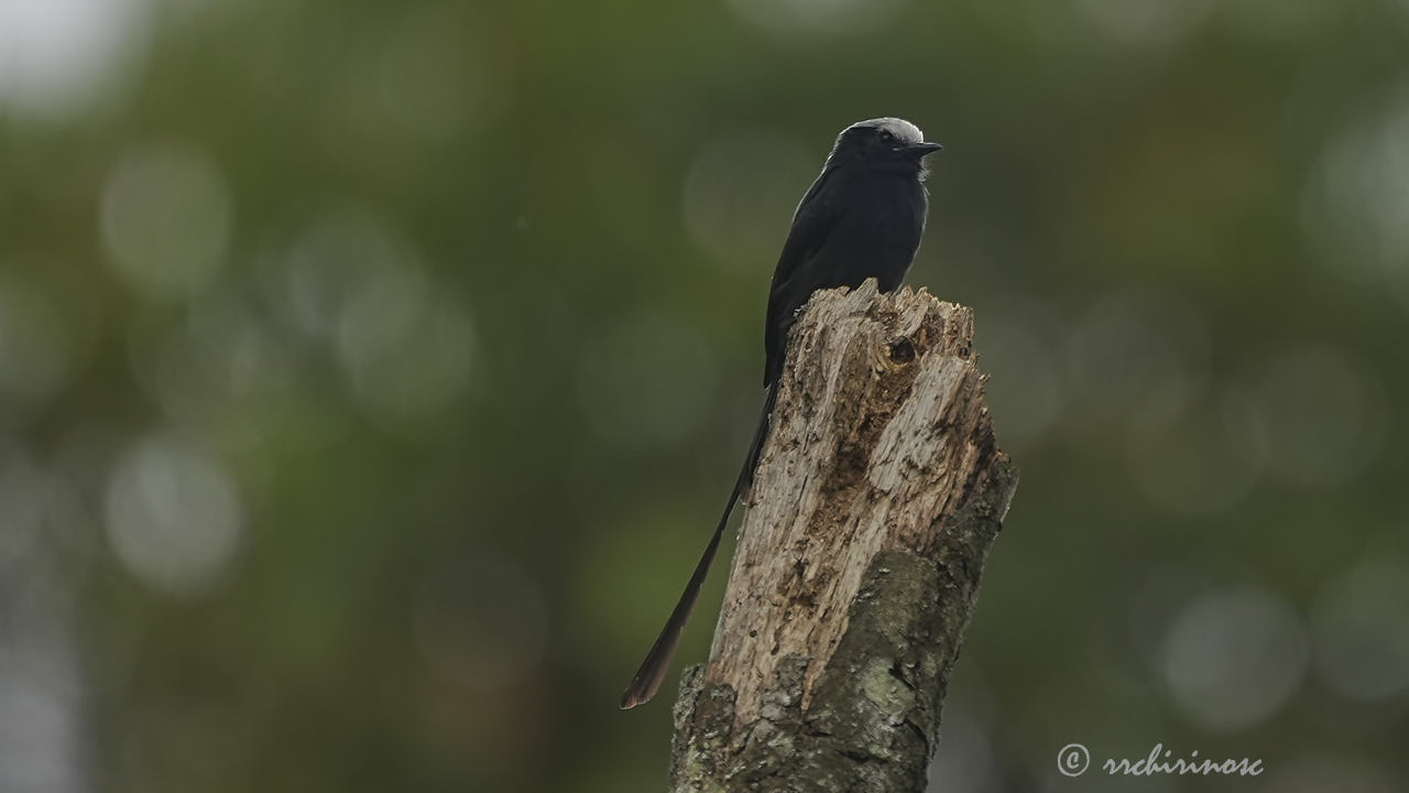 Long-tailed tyrant