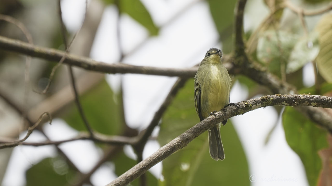 Highland elaenia