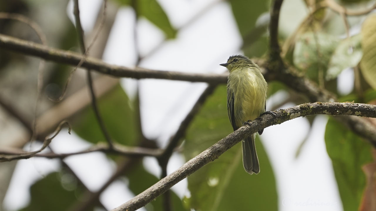 Highland elaenia