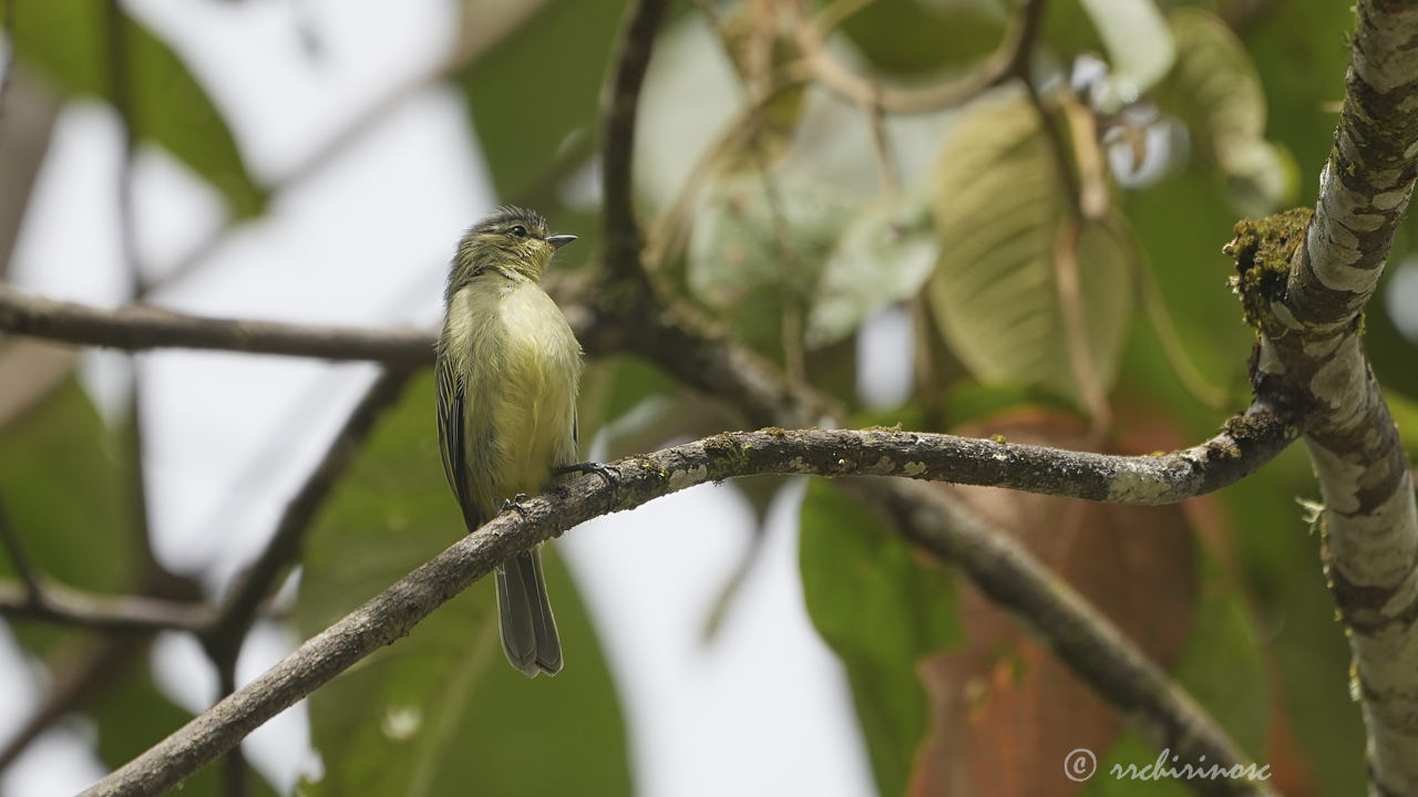 Highland elaenia