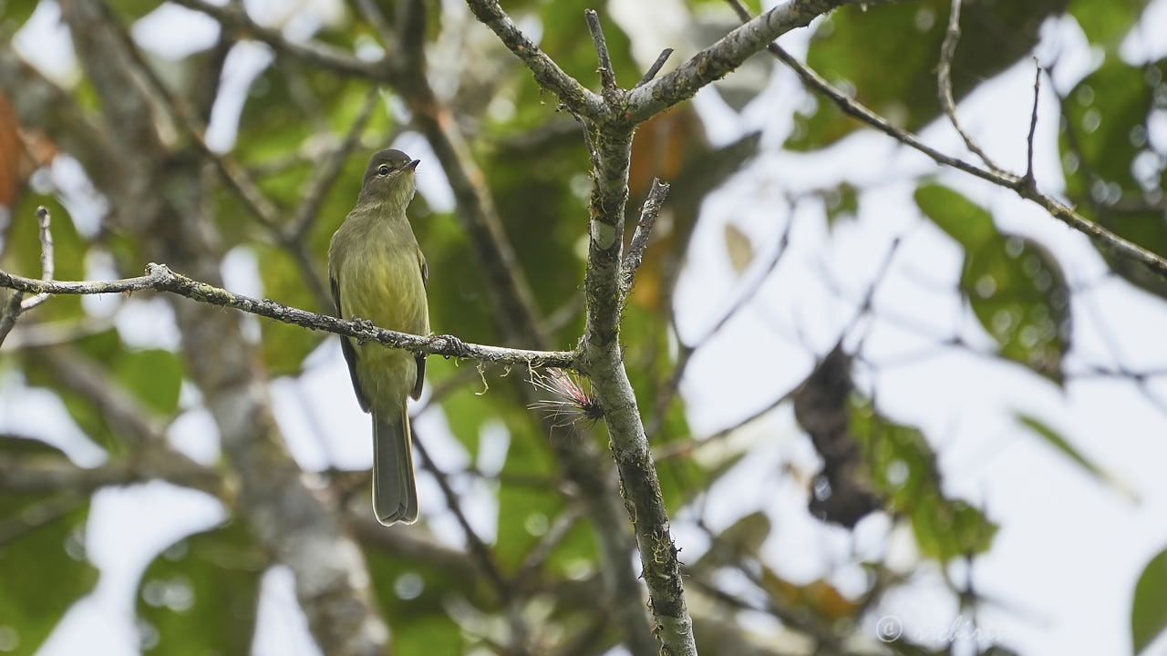 Highland elaenia
