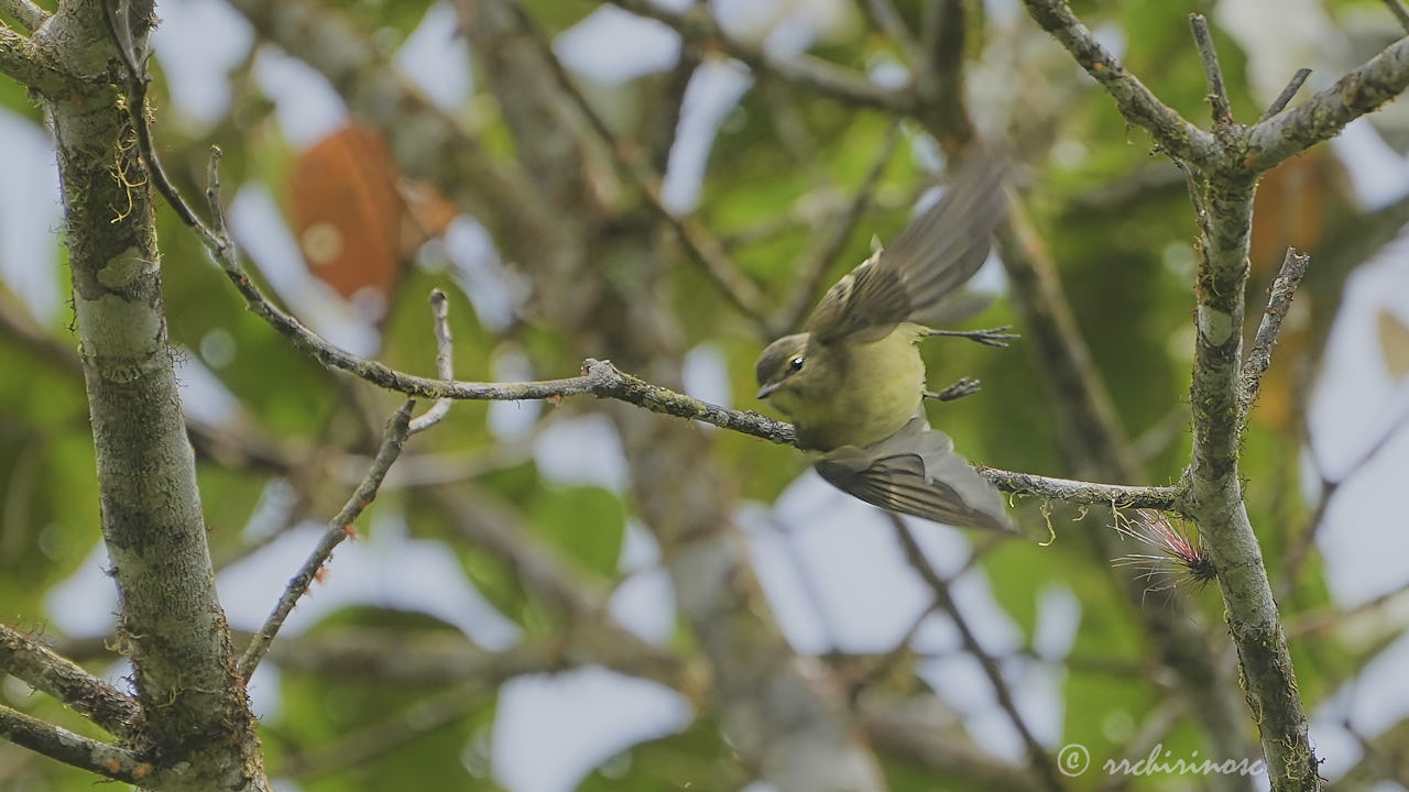 Highland elaenia