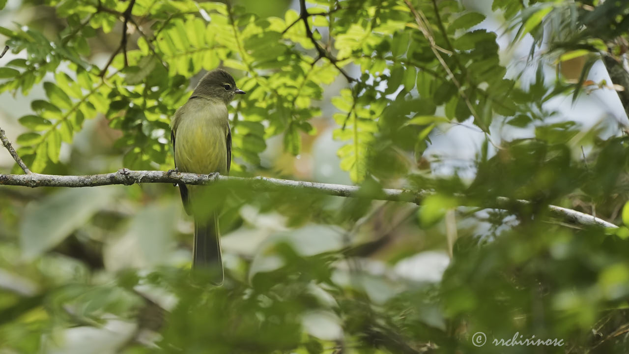 Highland elaenia