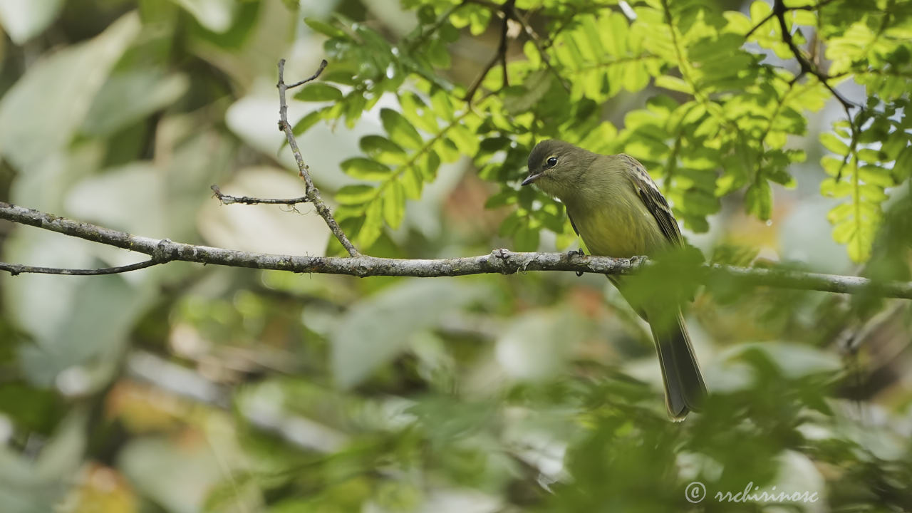 Highland elaenia