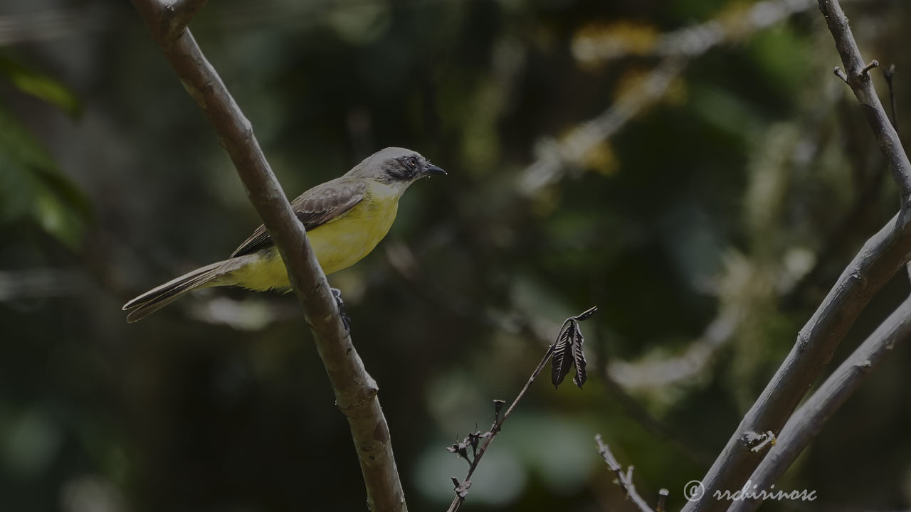 Grey-capped flycatcher