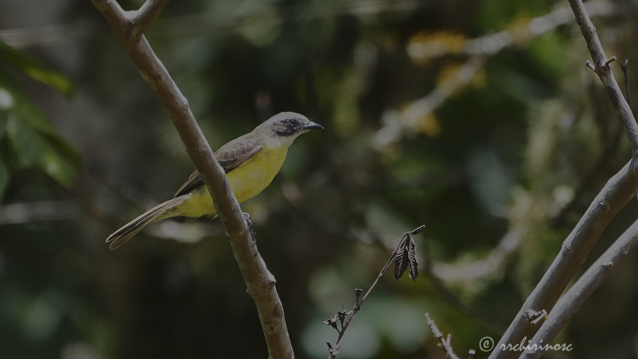 Grey-capped flycatcher