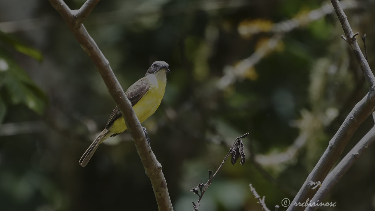 Grey-capped flycatcher