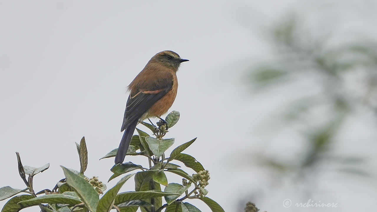 Brown-backed chat-tyrant
