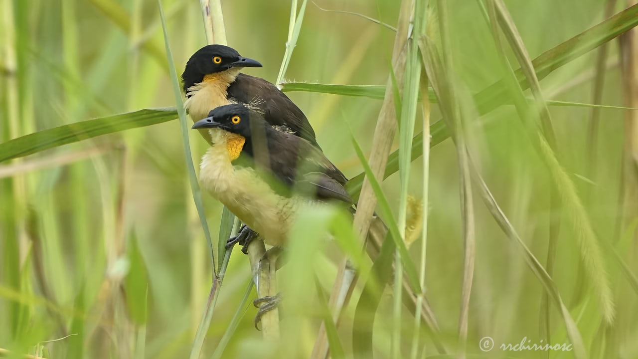 Black-capped donacobius