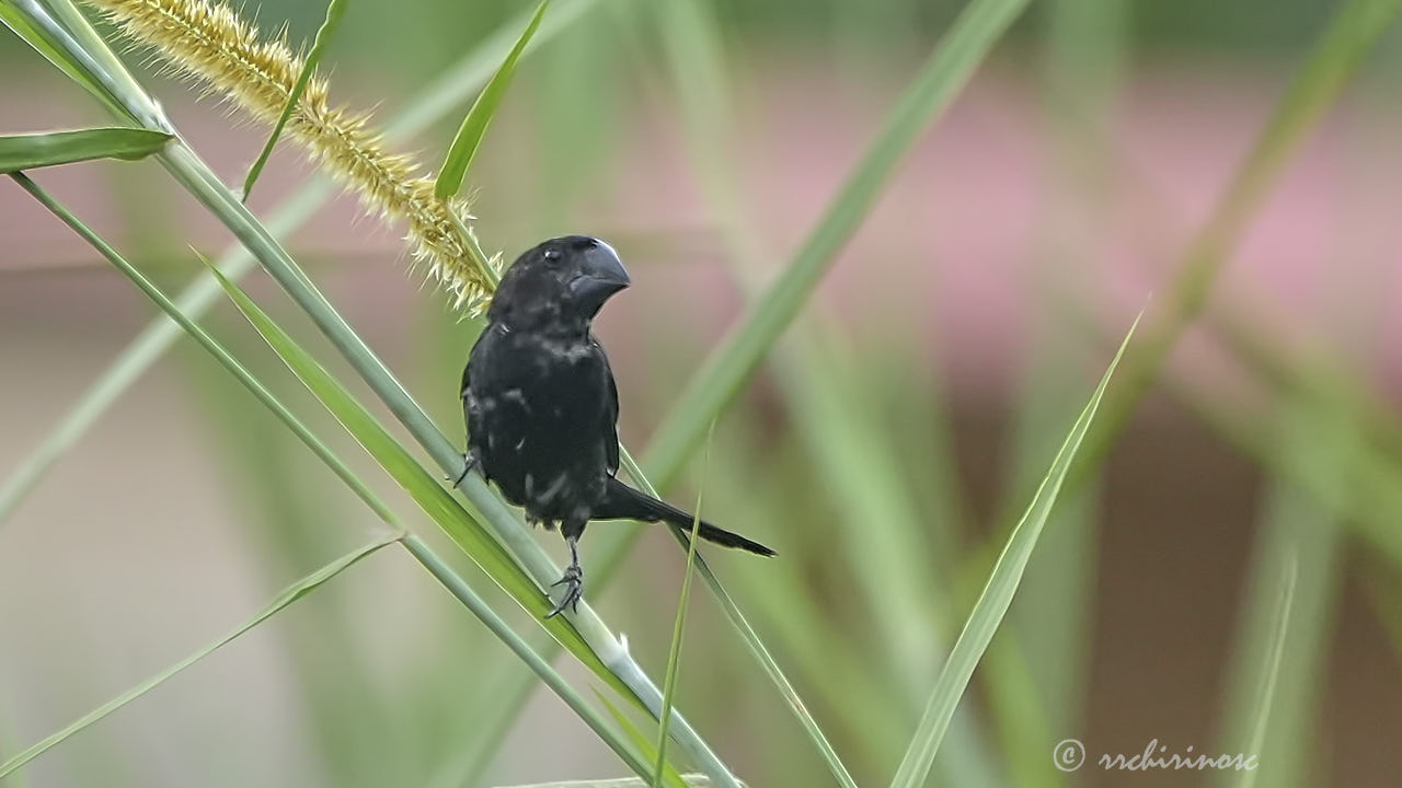 Black-billed seed finch