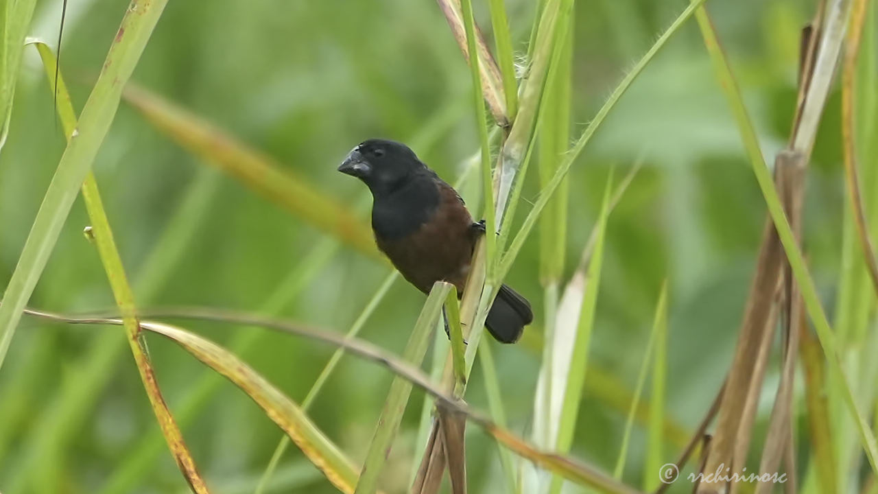 Chestnut-bellied seed finch