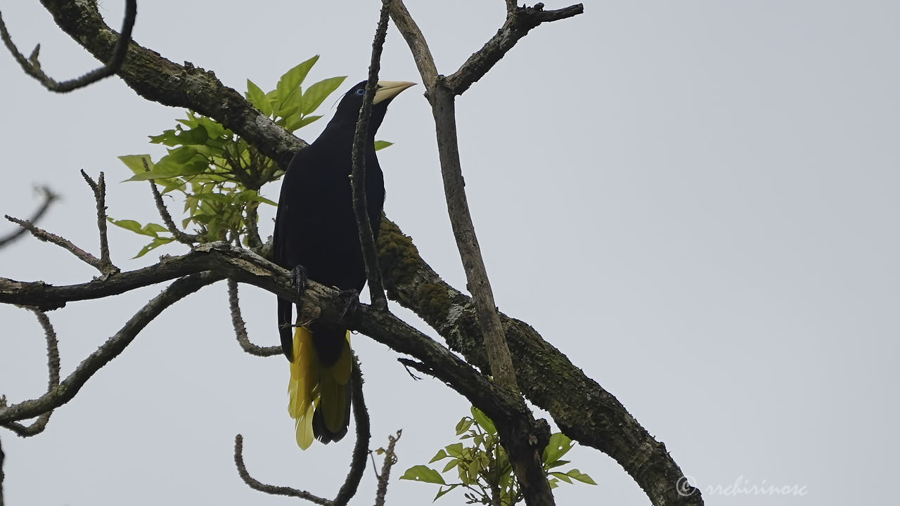 Crested oropendola