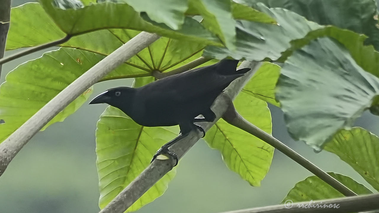 Solitary black cacique