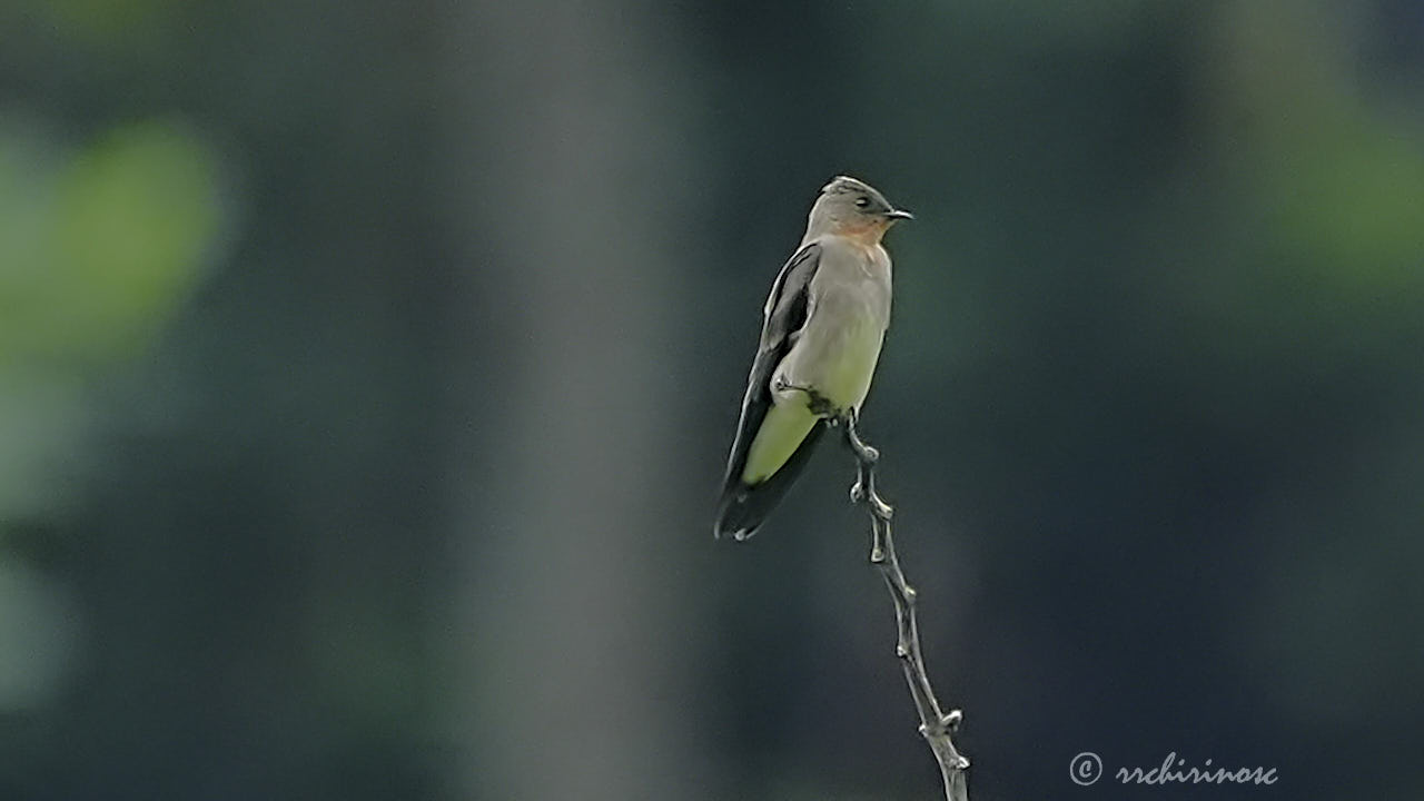 Southern rough-winged swallow