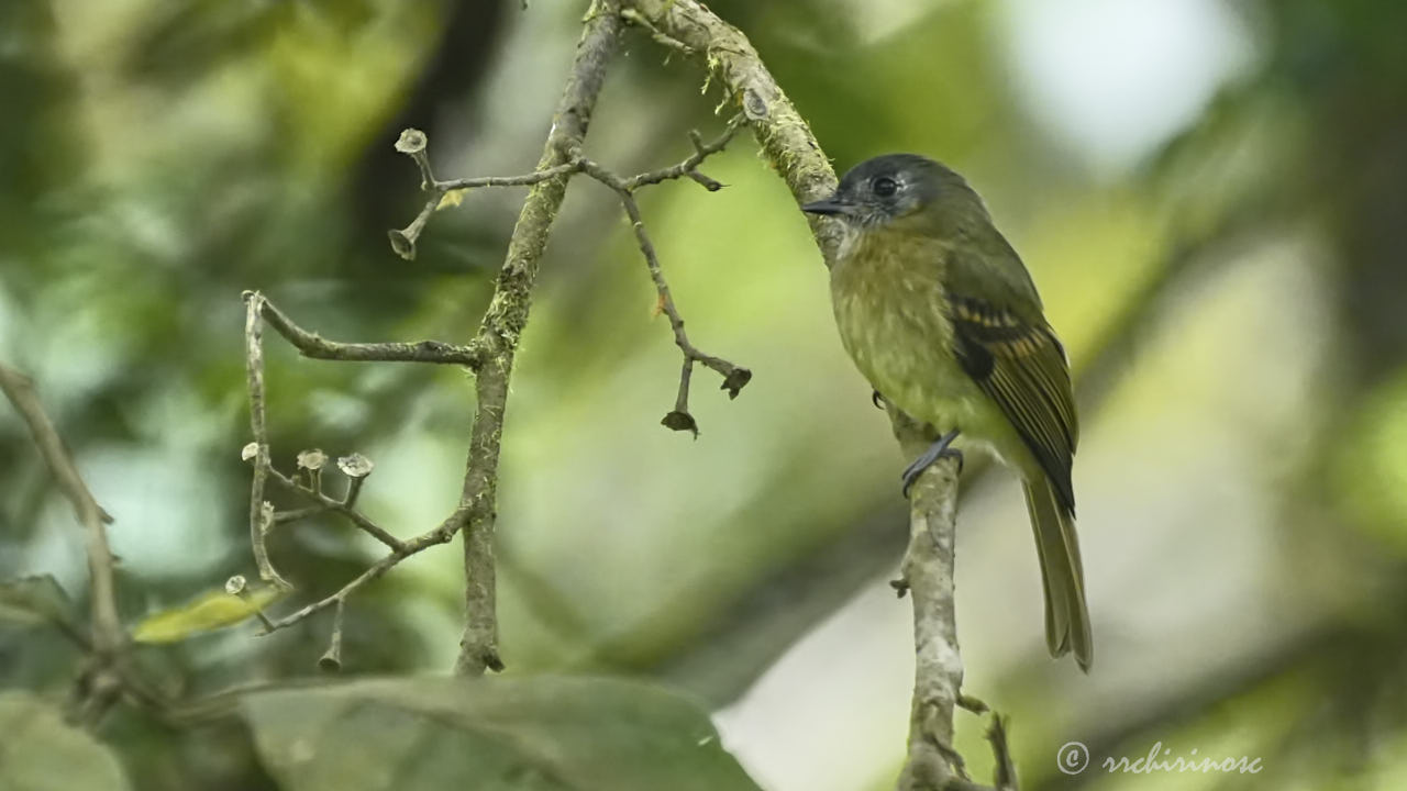 Slaty-capped flycatcher