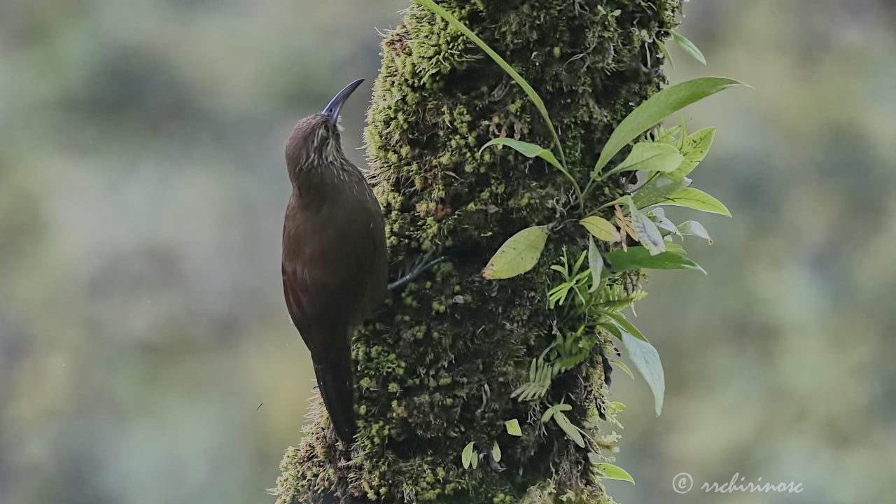 Strong-billed woodcreeper