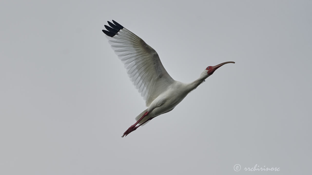 American white ibis