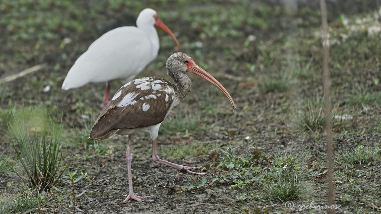 American white ibis