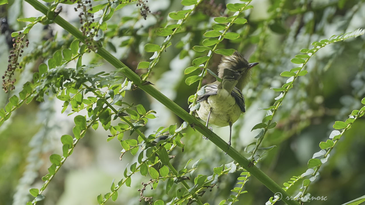 Lesser elaenia