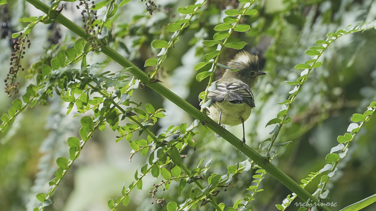 Lesser elaenia