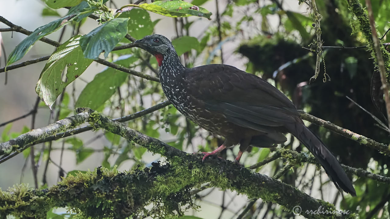 Andean guan