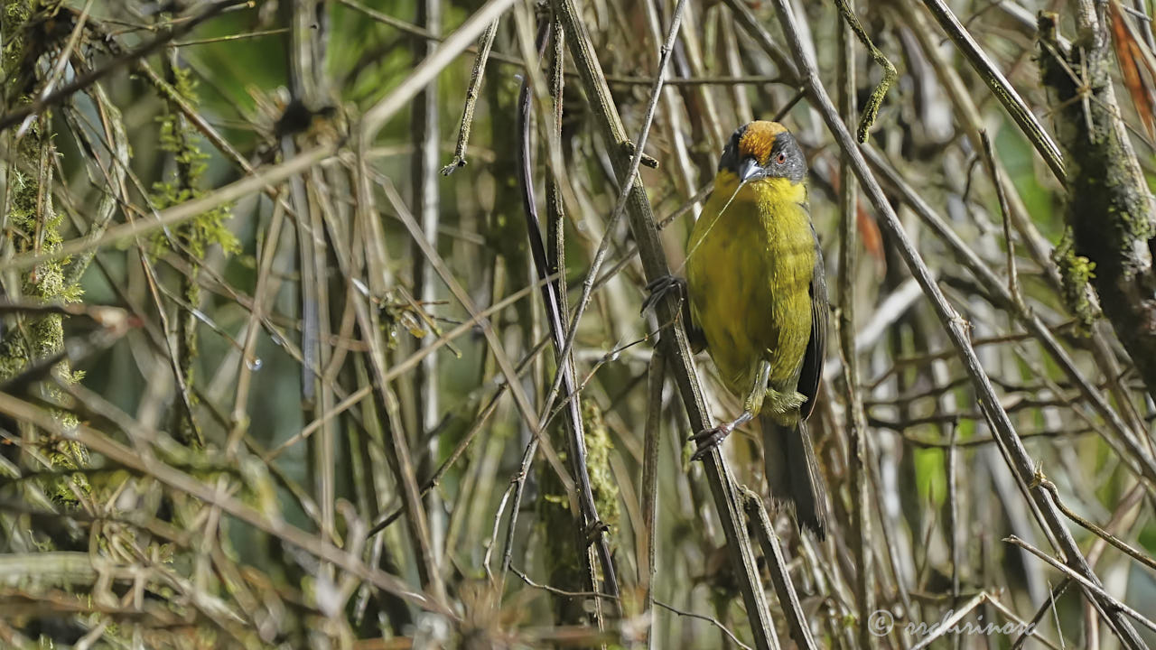 Tricolored brushfinch