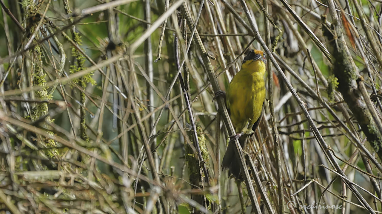 Tricolored brushfinch