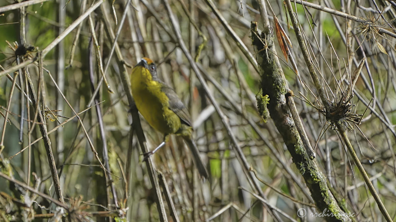 Tricolored brushfinch