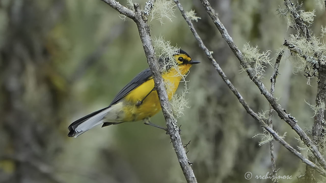 Spectacled redstart