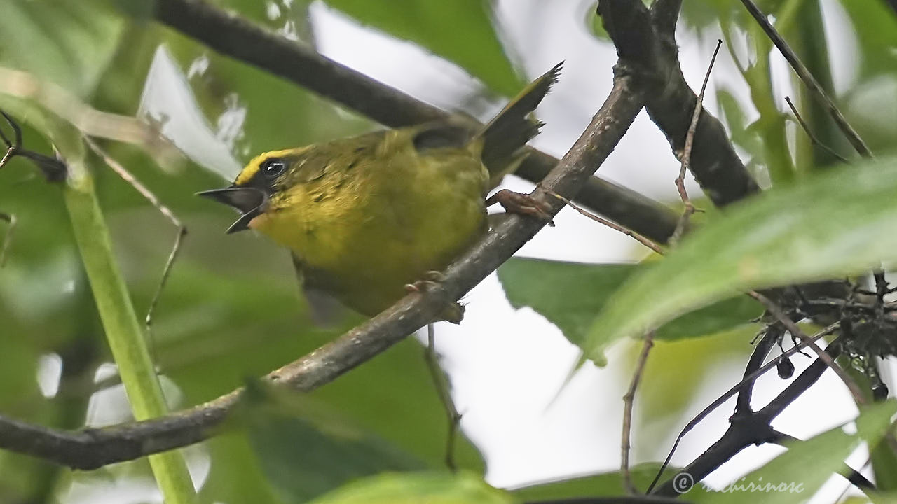 Citrine warbler