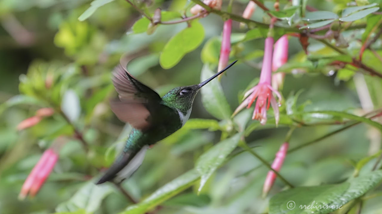 Collared inca