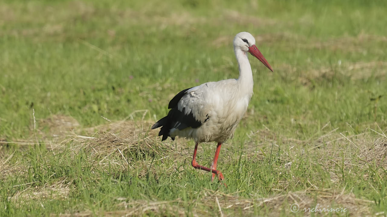 White stork