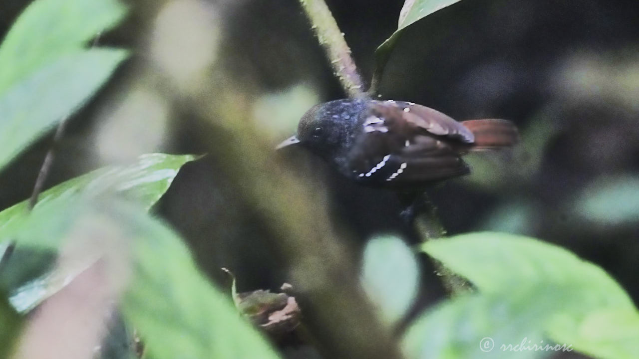 Chestnut-tailed antbird