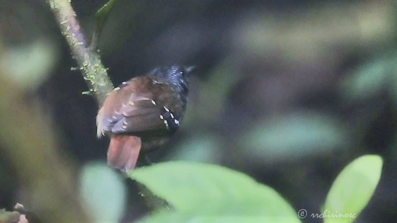 Chestnut-tailed antbird