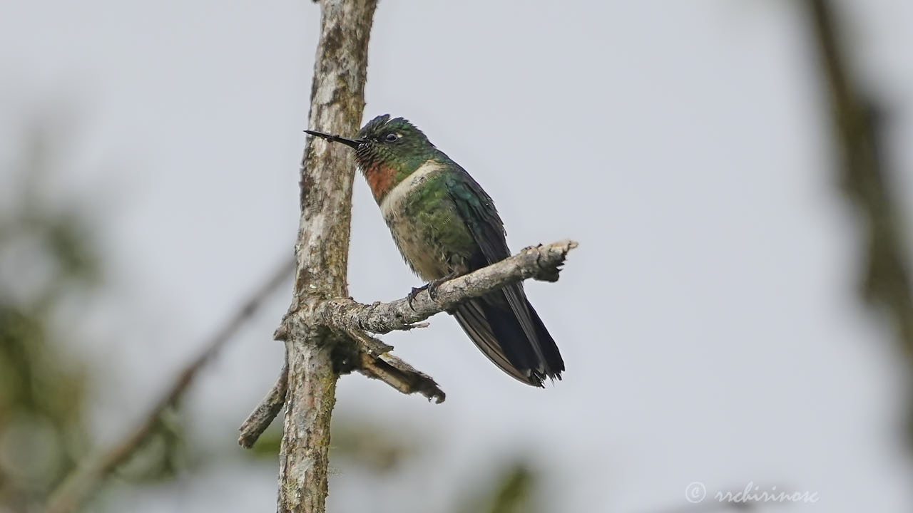 Amethyst-throated sunangel