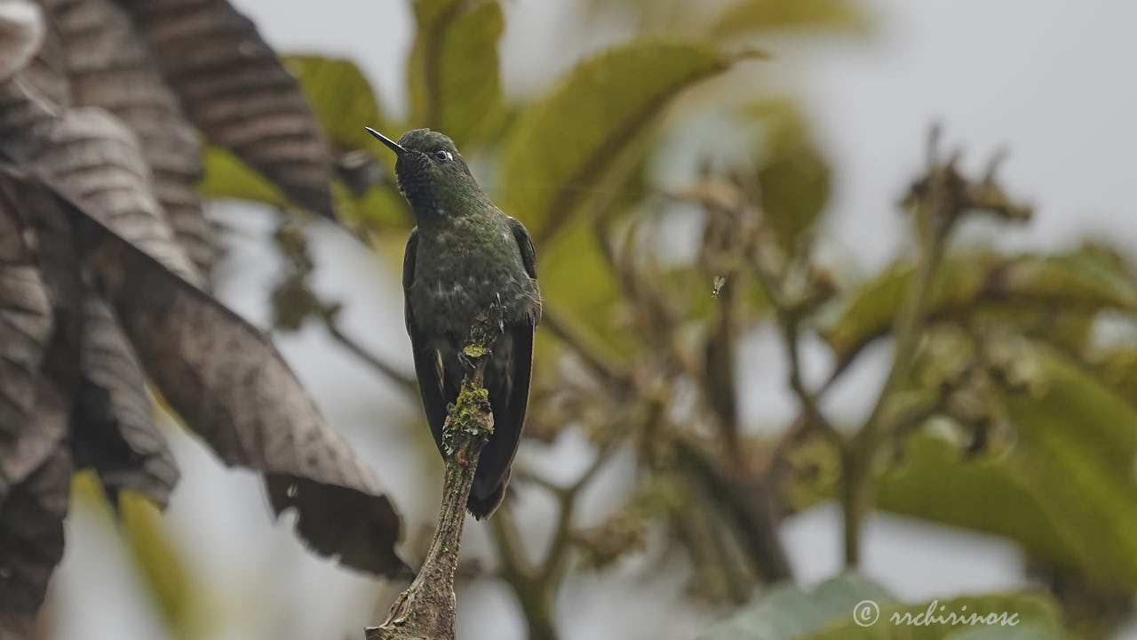 Long-tailed sylph