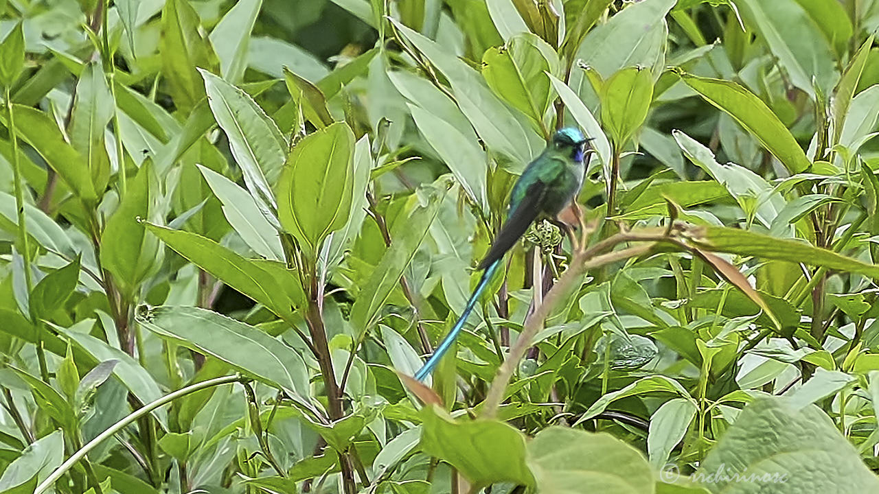 Long-tailed sylph