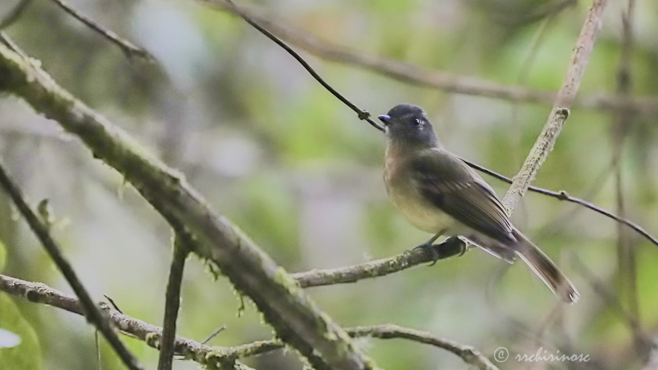 Inca flycatcher