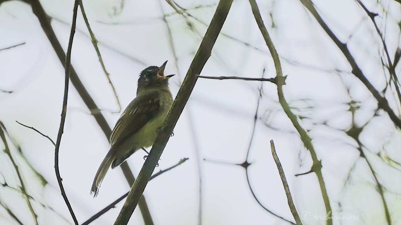 Inca flycatcher