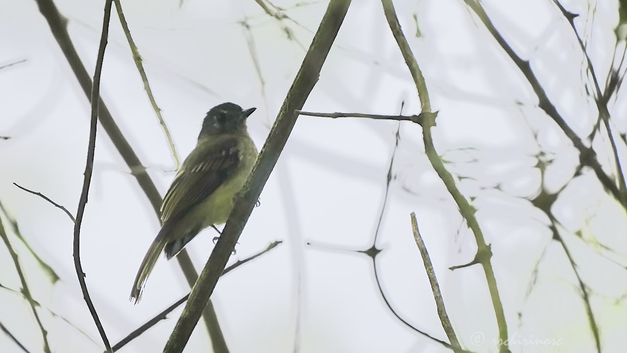 Inca flycatcher