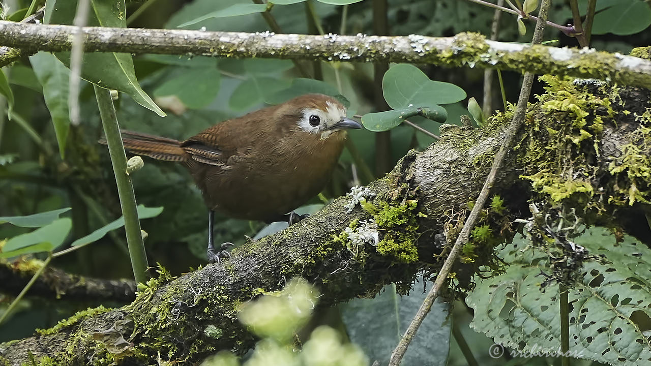 Peruvian wren
