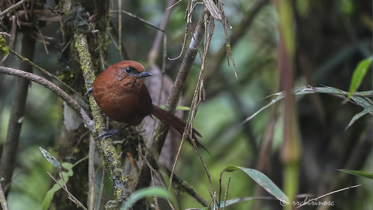 Rufous spinetail