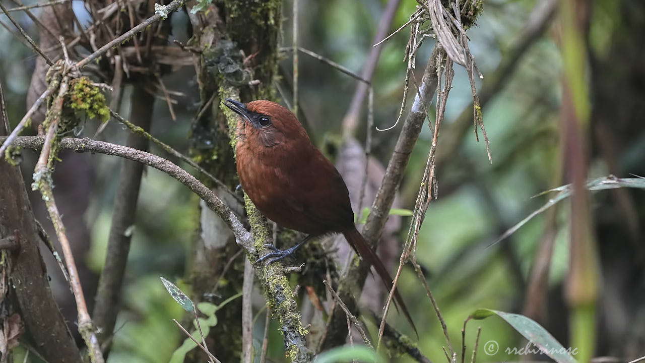 Rufous spinetail