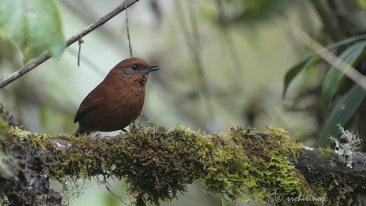 Rufous spinetail